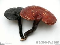 Natural Lucid Ganoderma Extract Polysaccharide