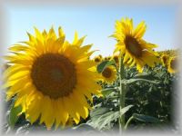 refined sunflower oil importers,pure sunflower oil buyers,refined sunflower oil importer,buy sunflower oil,sunflower oil buyer,