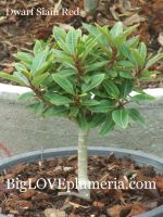 Dwarf plumeria