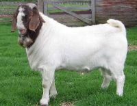 https://jp.tradekey.com/product_view/Boer-Savanna-And-Red-Boer-Goats-528693.html