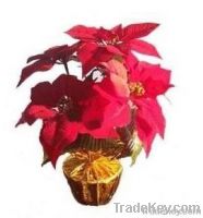 https://ar.tradekey.com/product_view/Artificial-Christmas-Flower-1813331.html