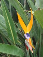 Strelitzia Plants