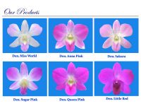 https://jp.tradekey.com/product_view/Dendrobium-Pink-And-Red-534026.html