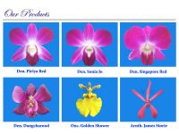 https://fr.tradekey.com/product_view/Dendrobium-Sonia-Bom-Jo-And-Oncidium-534030.html