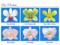 https://jp.tradekey.com/product_view/Dendrobium-Green-Burana-Jade-Yellow-Fatima-And-Orange-534031.html