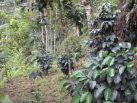 Export Coffee Beans | Coffee Bean Importer | Coffee Beans Buyer | Buy Coffee Beans | Coffee Bean Wholesaler | Coffee Bean Manufacturer | Best Coffee Bean Exporter | Low Price Coffee Beans | Best Quality Coffee Bean | Coffee Bean Supplier | Sell Coffee Bea