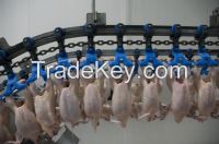 Halal Frozen Chickens U.S.  Supplier for Africa