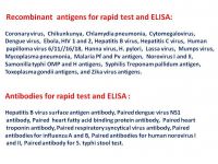 Recombinant antigens and antibodies for rapid test and ELISA