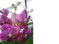 orchid vanda