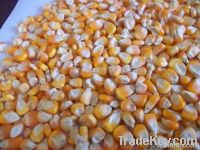 Maize | Maize Exporter | Corn Grain Seller | Maize Buyer | Bulk Maize Grain Importer | Corn bean Buyer | Corn bean Wholesaler | Corn Grain Manufacturer | Best Quality Corn Grain | Cheap Maize Supplier | Low Price Corn | Yellow Corn | White Cron | Baby Mai