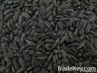 New Crop Sunflower Seeds Suppliers | Sunflower Seed Exporters, | Sunflower Black Seed  | Striped Black Seed | Flowers Seed | Sunflower Kernels