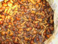 salted mushroom