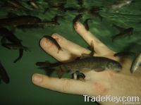 Foot Massager--Garra Rufa Fish