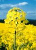 Rapeseed