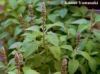 Coleus Forskolli Dry Root