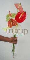 https://es.tradekey.com/product_view/Anthuriums-1566942.html