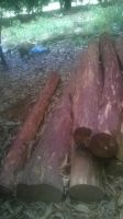 Red sandalwood logs