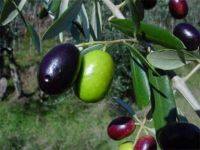 Kalamata Olive