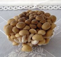 Fresh Brown Shimeji Mushroom