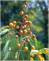 Soapnut shells, Sapindus Mukorossi. Organic Soapnuts