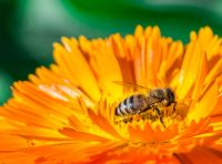 Calendula