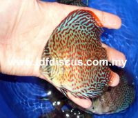 Leopard Discus