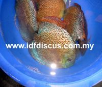 Super Eruption Discus