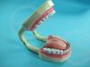 tooth Hygience Demonstration Model
