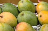 Langra Mangoes