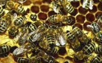 sell Royal Jelly, Propolis, Pollen, Beeswax