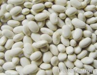 Organic White Beans