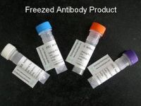 antibody