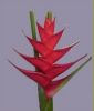 https://www.tradekey.com/product_view/Caribea-Red-Flower-597223.html