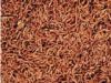 dried bloodworm