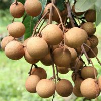 longan