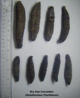 `Dried Sea Cucumber