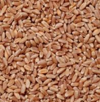 wheat  barley  corn