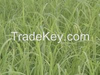 RHODES GRASS