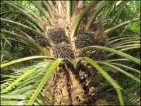 Distilled Palm Oil