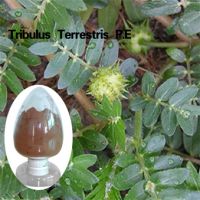 Tribulus Terrestris Extract with saponins, Tribuloside