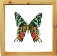 https://www.tradekey.com/product_view/Butterfly-Framed-47137.html