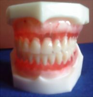 dental study model