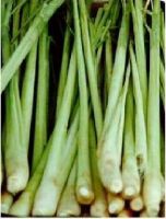 Organic fresh  Lemongrass