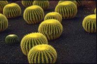 https://fr.tradekey.com/product_view/Echinocactus-Grusonii-611456.html