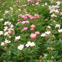 White Peony Root Extract