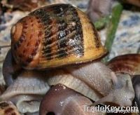 Live Snails Caviar Frozen Snails