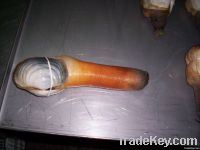 geoduck