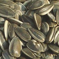 New Crop Sunflower Seeds Suppliers | Sunflower Seed Exporters, | Sunflower Black Seed  | Striped Black Seed | Flowers Seed | Sunflower Kernels