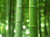 bamboo fibre