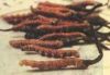 Cordyceps Sinensis Extract